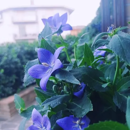 Bed & Breakfast La Casa Di Cristina Commino