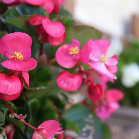 La Casa Di Cristina ベッド・アンド・ブレックファスト