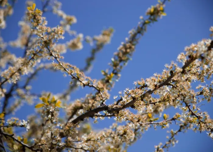 Bed and Breakfast La Casa Di Cristina Commino