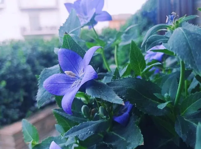 B&B La Casa Di Cristina Commino