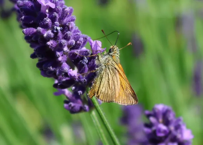 B&B La Casa Di Cristina Commino